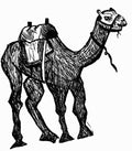 “camel 01”